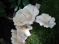 Favolus brasiliensis