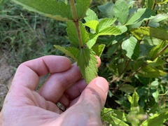Eupatorium pilosum