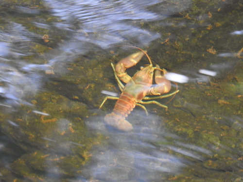 Rusty Crayfish, photo 8 of 10