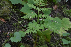 Botrypus virginianus