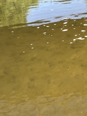 Hypentelium nigricans