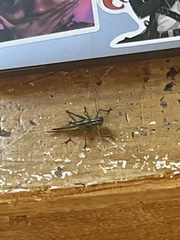Orthoptera