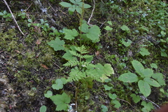 Botrypus virginianus