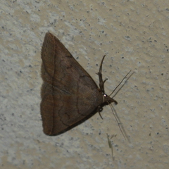 Zanclognatha lunalis