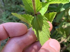Eupatorium pilosum