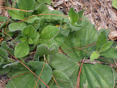 Helianthus radula