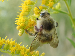Bombus deuteronymus