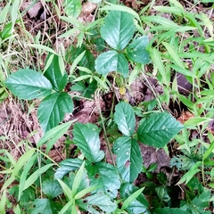 Rubus hispidus