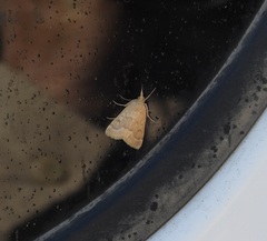 Achyra rantalis