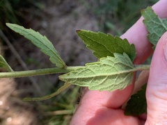 Eupatorium pilosum