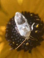 Scythrididae
