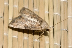 Mesoligia furuncula