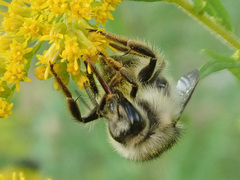 Bombus deuteronymus