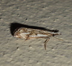Catoptria falsella