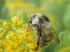 Bombus deuteronymus