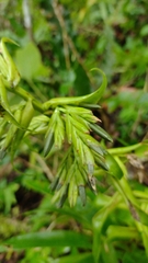 Tillandsia guatemalensis