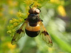 Volucella pellucens