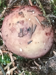 Russula xerampelina