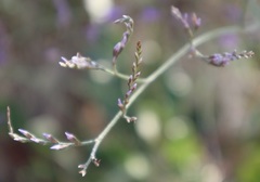 Limonium vulgare