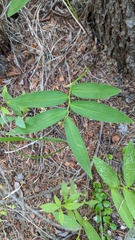 Maianthemum stellatum