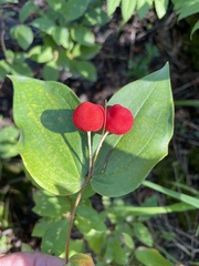 Prosartes trachycarpa