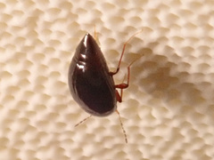 Scaphisoma agaricinum