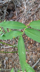 Maianthemum stellatum