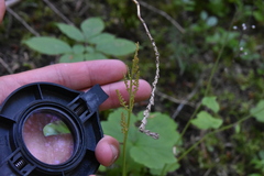 Botrypus virginianus