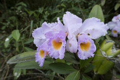 Cattleya