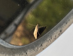 Achyra rantalis