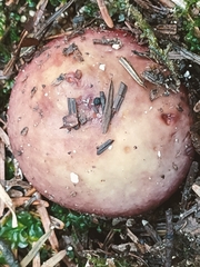 Russula xerampelina