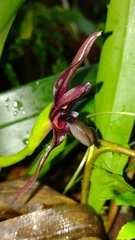 Maxillaria cucullata