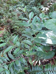 Syzygium tripinnatum