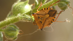 Carpocoris mediterraneus