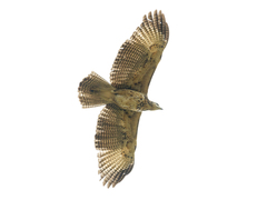 Buteogallus urubitinga