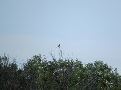 Lanius excubitor