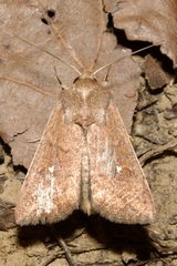 Mythimna albipuncta