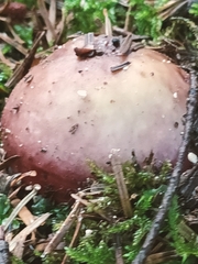 Russula xerampelina
