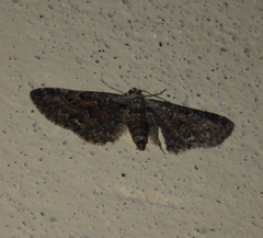 Eupithecia icterata