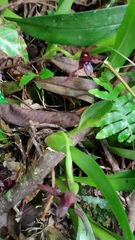 Maxillaria cucullata