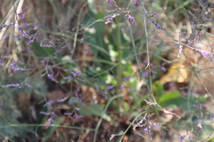 Limonium vulgare