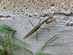 Schizomantodea