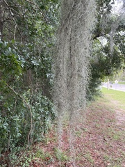 Tillandsia usneoides