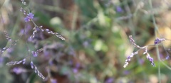 Limonium vulgare