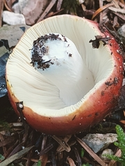 Russula xerampelina