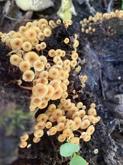 Xeromphalina