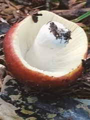 Russula xerampelina
