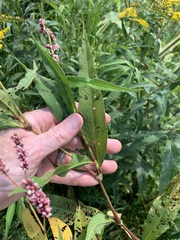 Persicaria extremiorientalis