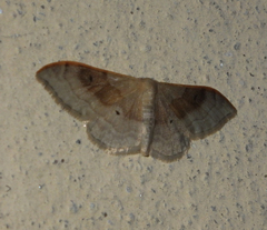 Idaea degeneraria