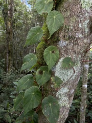 Gobenia